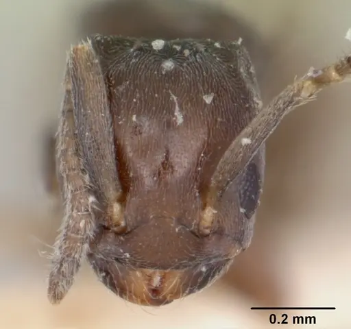 Arnoldius flavus specimen