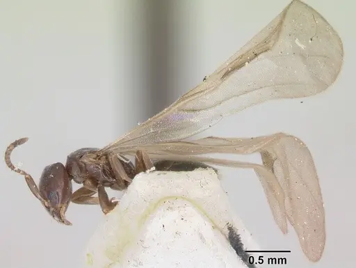 Arnoldius flavus specimen