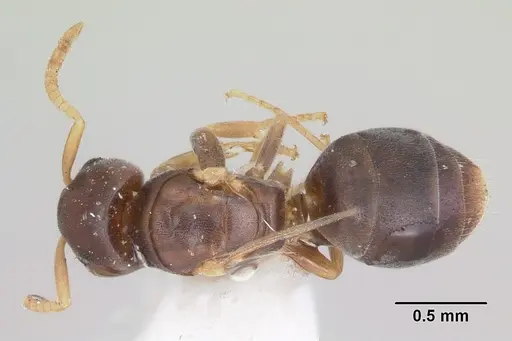 Arnoldius pusillus specimen