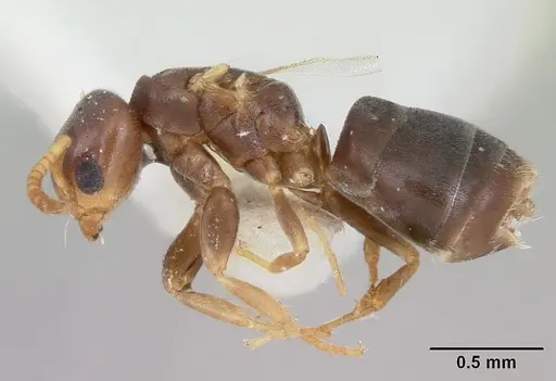 Arnoldius pusillus specimen