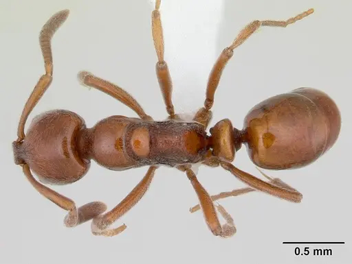 Asphinctopone differens specimen