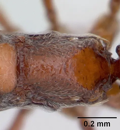 Asphinctopone differens specimen