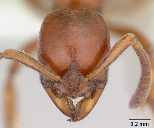 Asphinctopone differens specimen