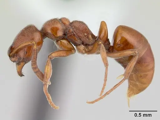 Asphinctopone differens - CASENT0417143