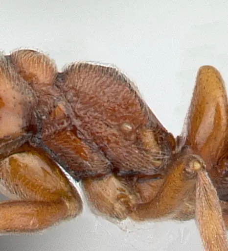 Asphinctopone differens - CASENT0417143