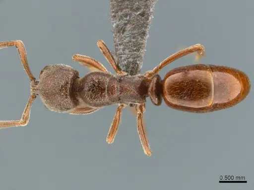 Asphinctopone pilosa specimen