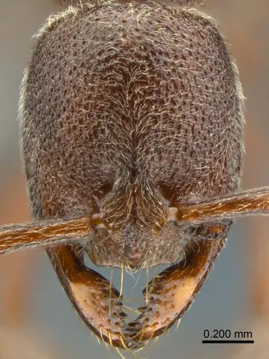 Asphinctopone pilosa specimen