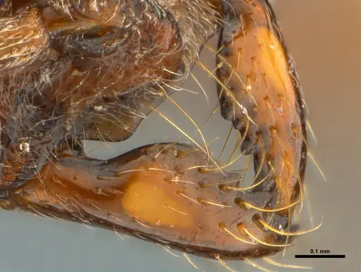 Asphinctopone pilosa specimen