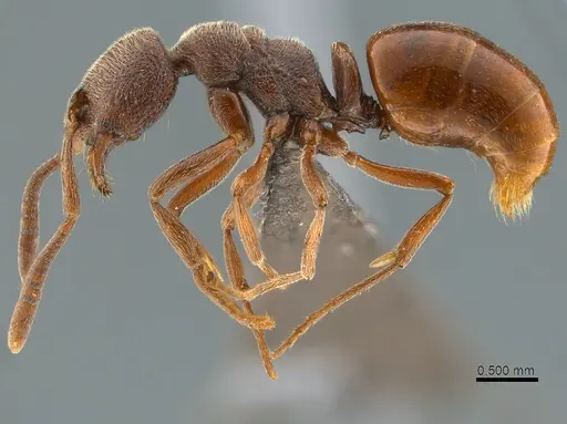 Asphinctopone pilosa - SAM-HYM-C020683