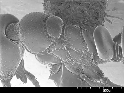 Asphinctopone silvestrii specimen