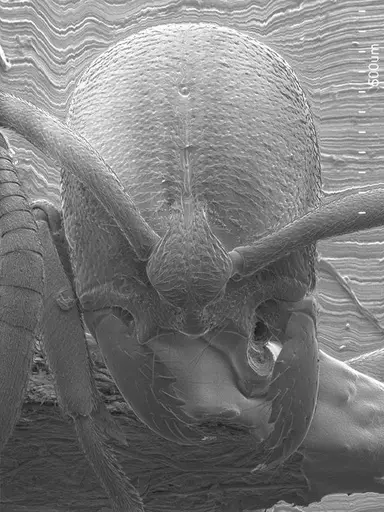 Asphinctopone silvestrii specimen