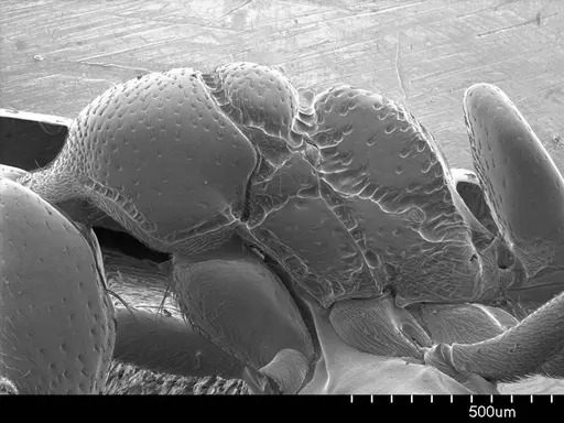 Asphinctopone silvestrii specimen