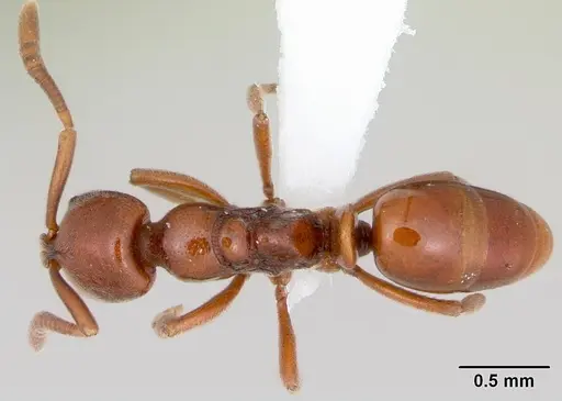 Asphinctopone silvestrii - CASENT0006811