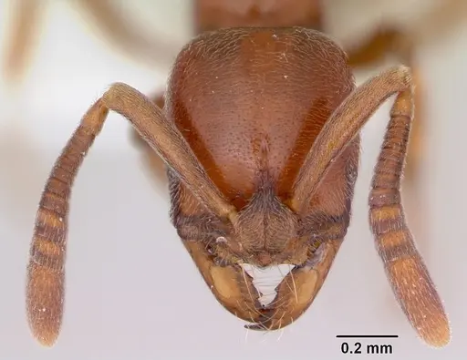 Asphinctopone silvestrii - CASENT0006811