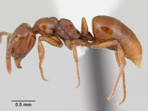 Asphinctopone silvestrii - CASENT0006811