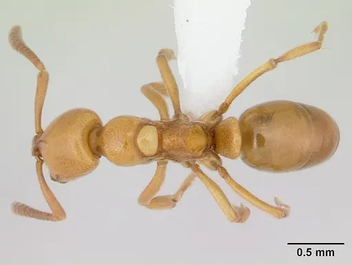 Asphinctopone silvestrii - CASENT0178220