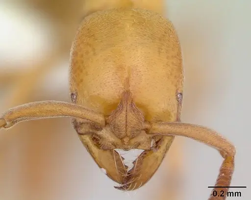 Asphinctopone silvestrii - CASENT0178220