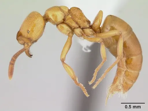 Asphinctopone silvestrii - CASENT0178220