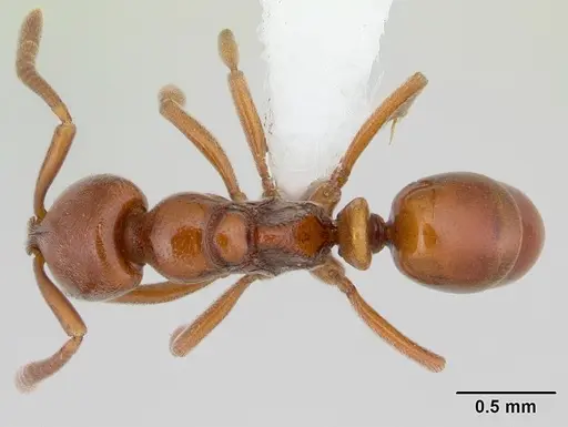 Asphinctopone silvestrii - CASENT0178221