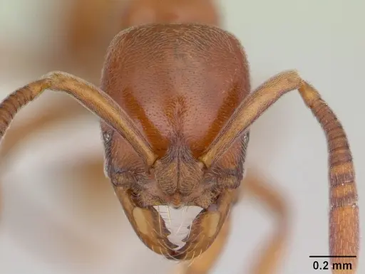 Asphinctopone silvestrii - CASENT0178221