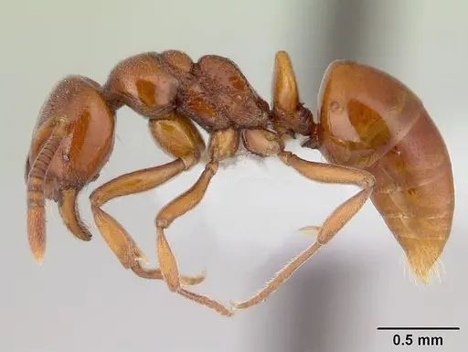 Asphinctopone silvestrii - CASENT0178221