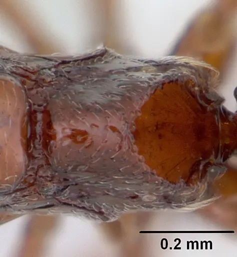 Asphinctopone silvestrii - CASENT0178222