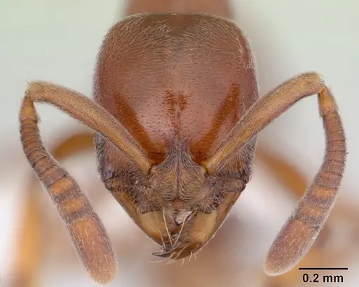 Asphinctopone silvestrii - CASENT0178222