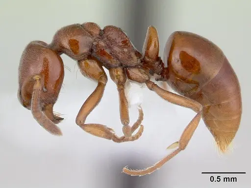 Asphinctopone silvestrii - CASENT0178222