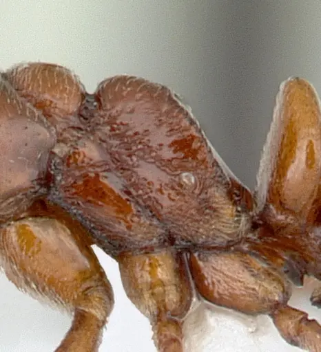 Asphinctopone silvestrii - CASENT0178222