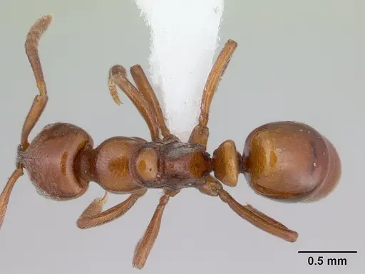 Asphinctopone silvestrii - CASENT0406788