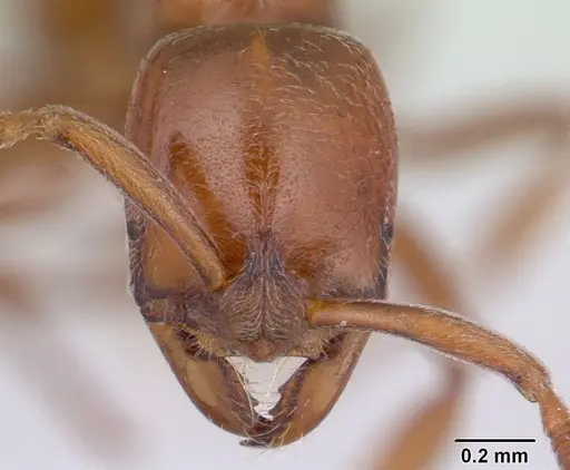 Asphinctopone silvestrii - CASENT0406788