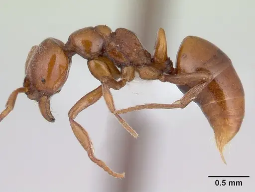 Asphinctopone silvestrii - CASENT0406788