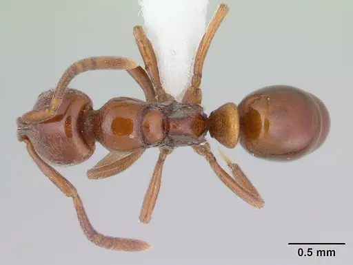 Asphinctopone silvestrii - CASENT0406793