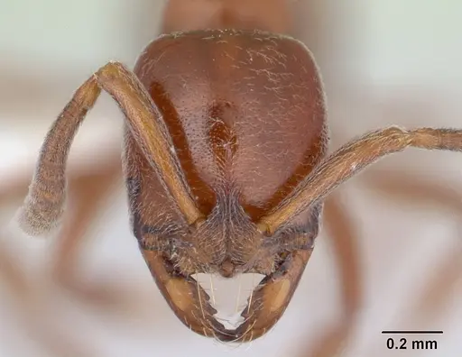 Asphinctopone silvestrii - CASENT0406793