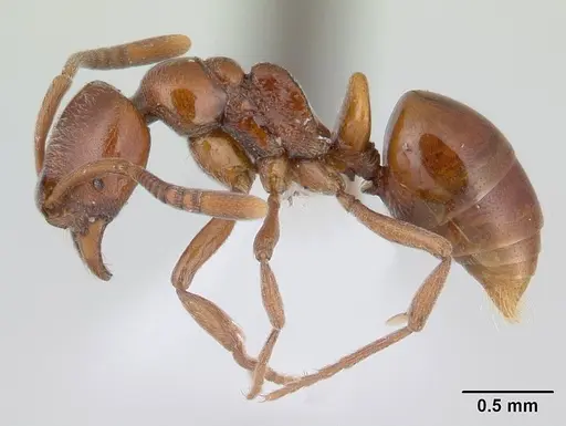 Asphinctopone silvestrii - CASENT0406793