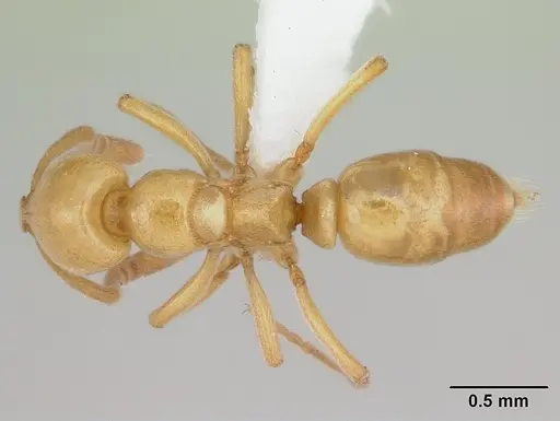 Asphinctopone silvestrii - CASENT0417123-D11