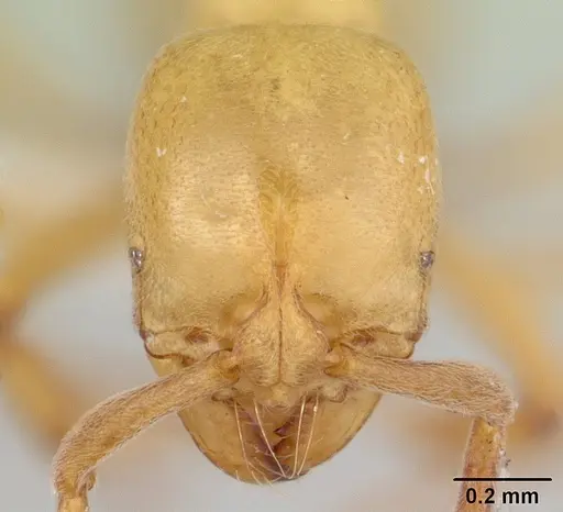 Asphinctopone silvestrii - CASENT0417123-D11