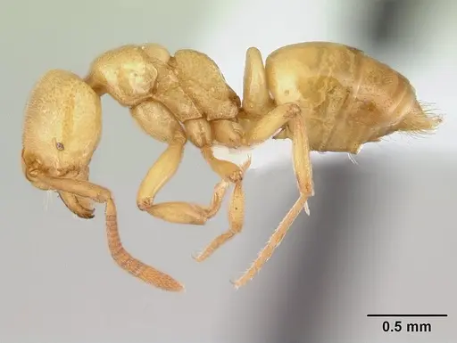 Asphinctopone silvestrii - CASENT0417123-D11