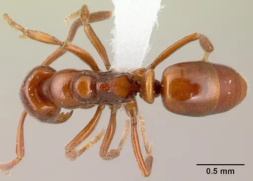 Asphinctopone silvestrii - CASENT0417123