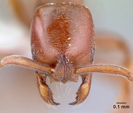 Asphinctopone silvestrii - CASENT0417123