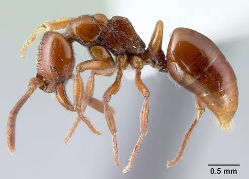 Asphinctopone silvestrii - CASENT0417123