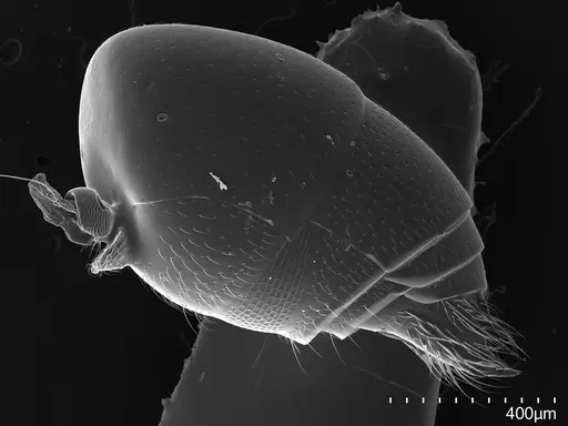 Asphinctopone silvestrii - CASENT0824505