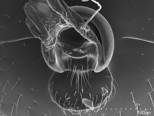 Asphinctopone silvestrii - CASENT0824505