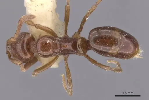 Asphinctopone silvestrii - CASENT0915481