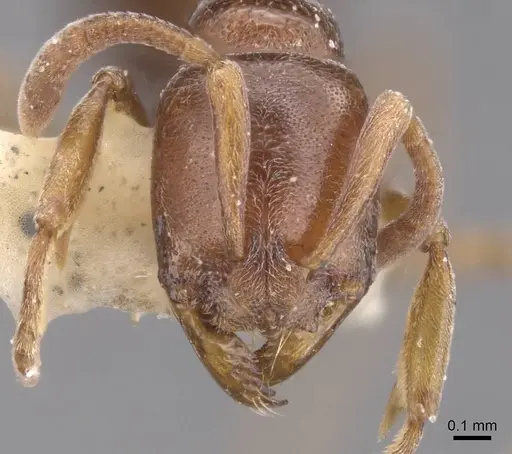 Asphinctopone silvestrii - CASENT0915481