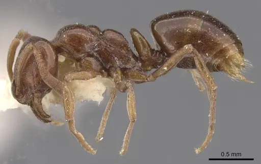 Asphinctopone silvestrii - CASENT0915481