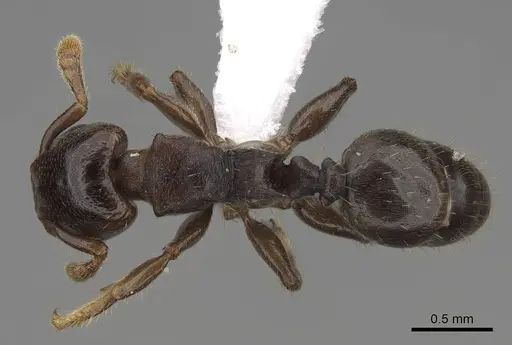 Atopomyrmex calpocalycola specimen