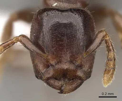 Atopomyrmex calpocalycola specimen
