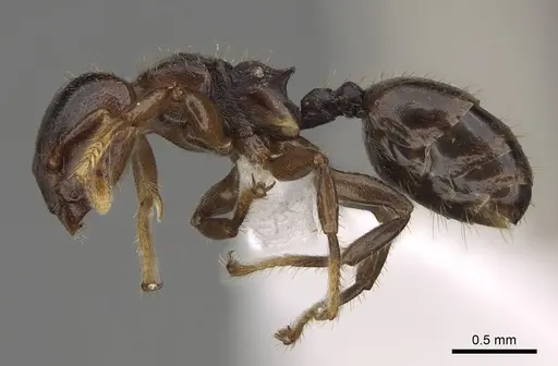Atopomyrmex calpocalycola specimen