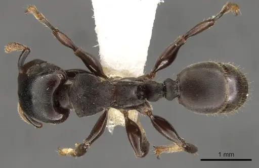 Atopomyrmex calpocalycola - CASENT0900313